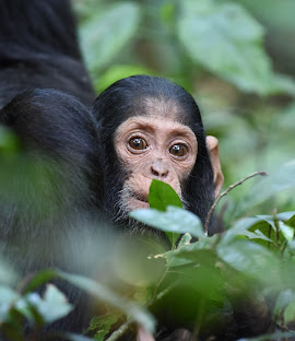 Kibale Forest