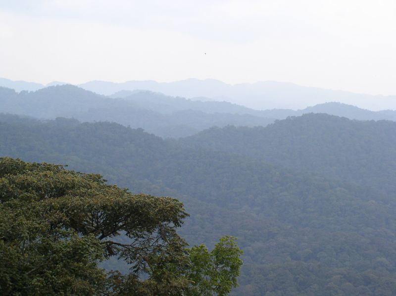 Bwindi Impenetrable Forest