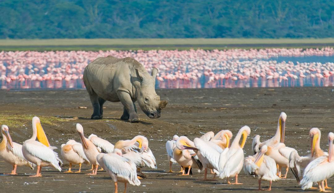 Lake Nakuru
