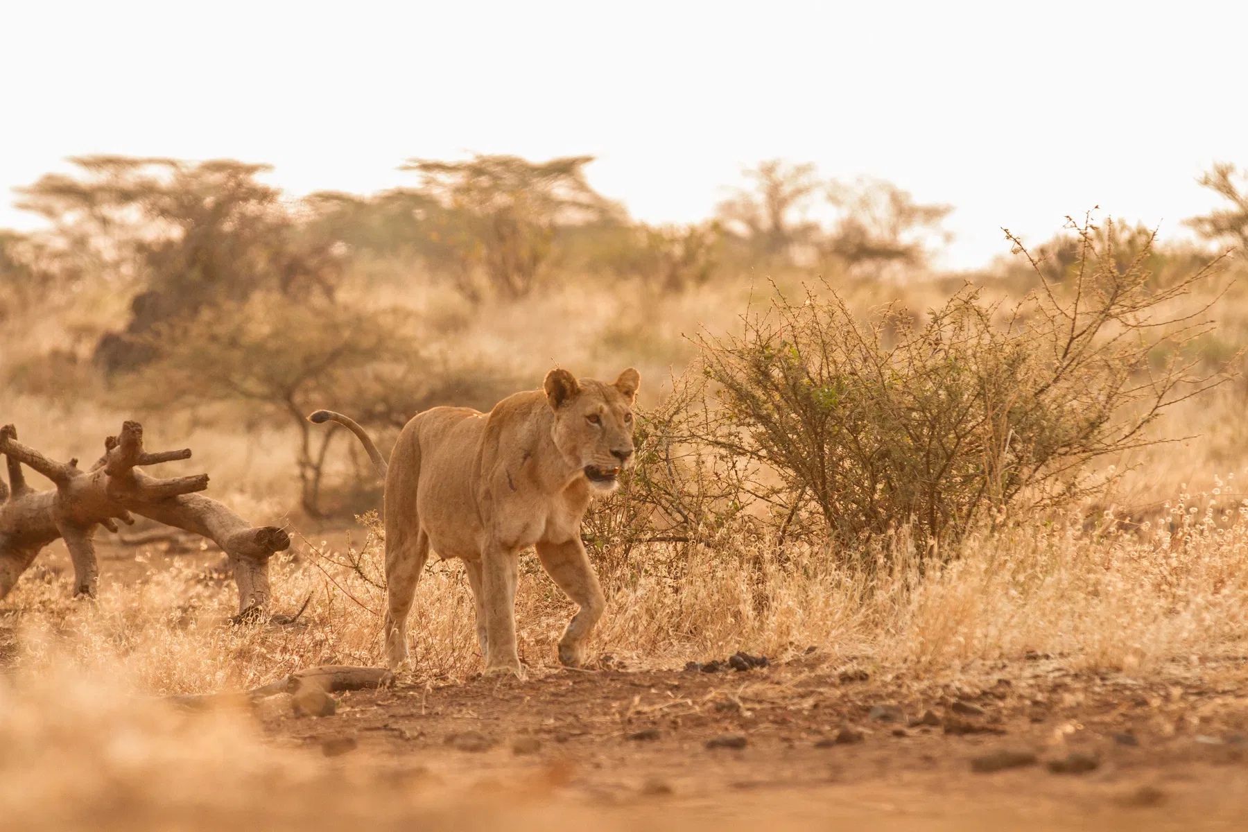 Tsavo National Parks