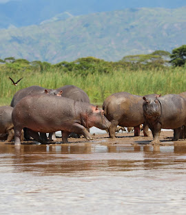 Rusizi National Park